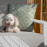 Amalfi 3 Seat Sofa Set With Rising Table / White