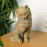 Cat Carved Wood Effect