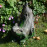 Driftwood Squirrel