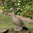 Duck – rust effect