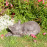 Fox – rust effect