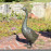 Goose Tall Aluminium – dark verdigris