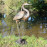 Heron – dark verdigris