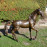Horse Aluminium – dark bronze effect