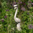 Peacock – antique stone effect