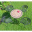 Richmond 91cm Patio Table
